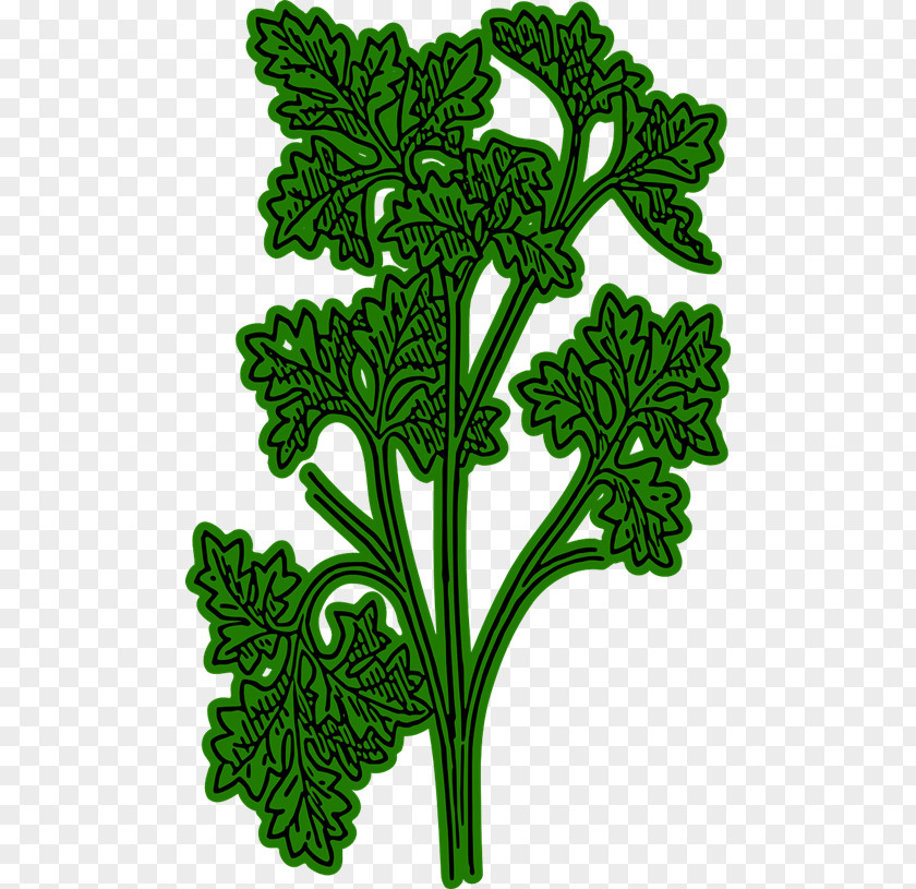 Parsley Cliparts Root Herb Chervil Clip Art PNG