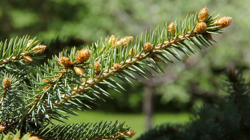 Pine Cone Balsam Fir White Spruce Tree Conifers PNG