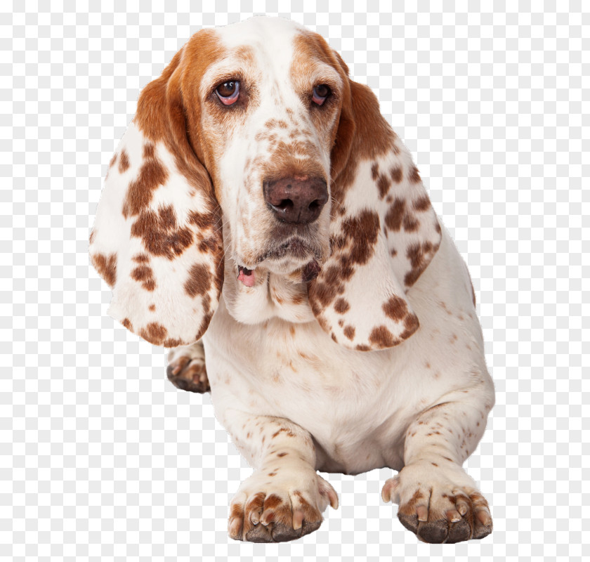 Puppy Basset Hound Dog Breed Companion PNG