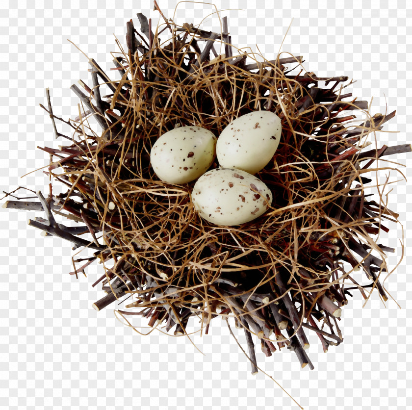 Twig Egg PNG