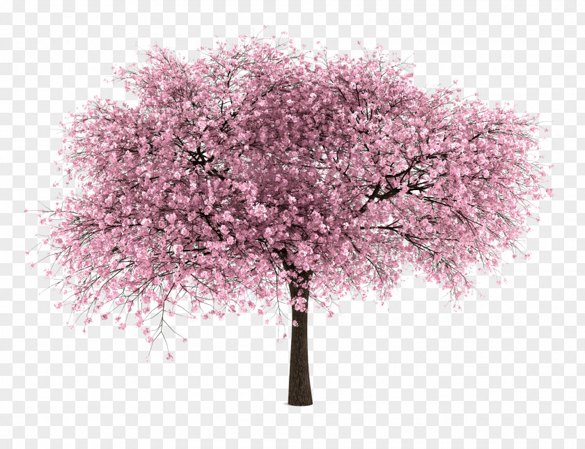 Almond Tree International Cherry Blossom Festival PNG