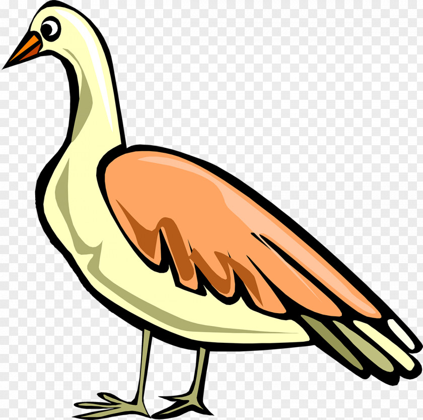 Birds Duck Goose Water Bird Anatidae PNG