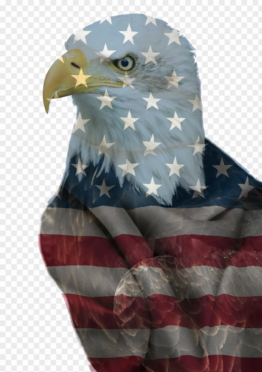 Kite Falconiformes Fourth Of July Background PNG
