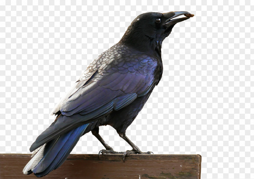 Raven American Crow Rook Hooded Bird Common PNG