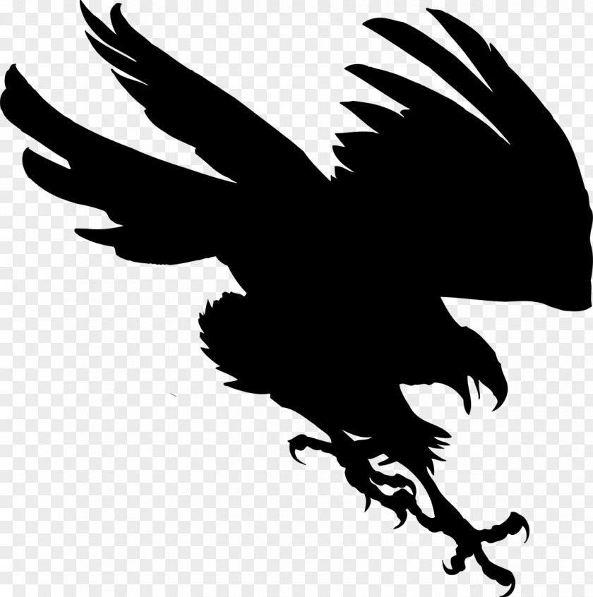 Bald Eagle Beak Clip Art Feather PNG