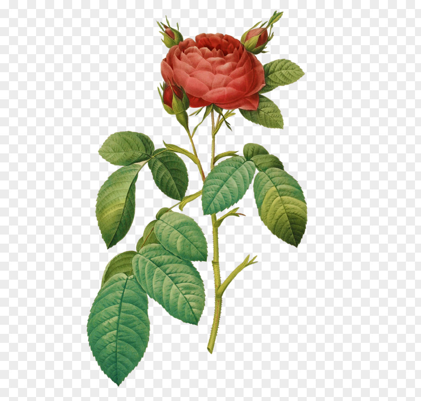 Book Les Roses French Rose Botany PNG