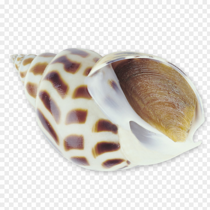 Conch Seafood Sea Snail Seashell PNG