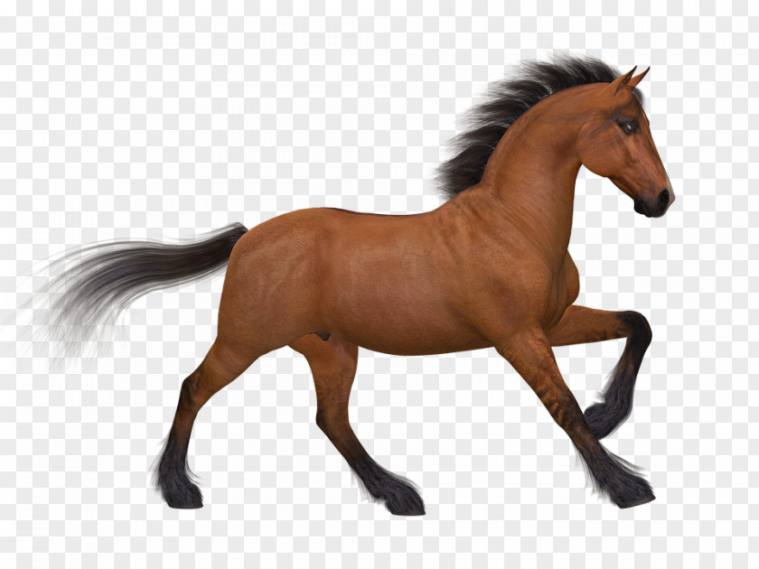 Horse Icon Transparent Arabian Foal Stallion Pony PNG