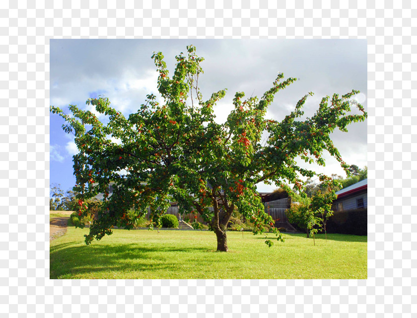 Apricot Prunus Mandshurica Kernel Fruit Tree PNG