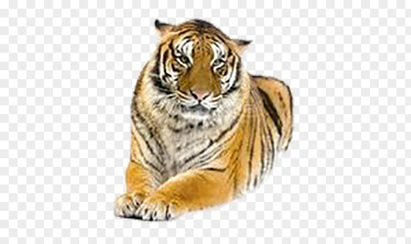 Beautiful Tiger Lion Cat Stock Photography Royalty-free PNG