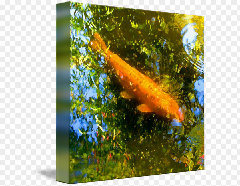 Coy Fish Koi Goldfish Canvas Print Gallery Wrap PNG