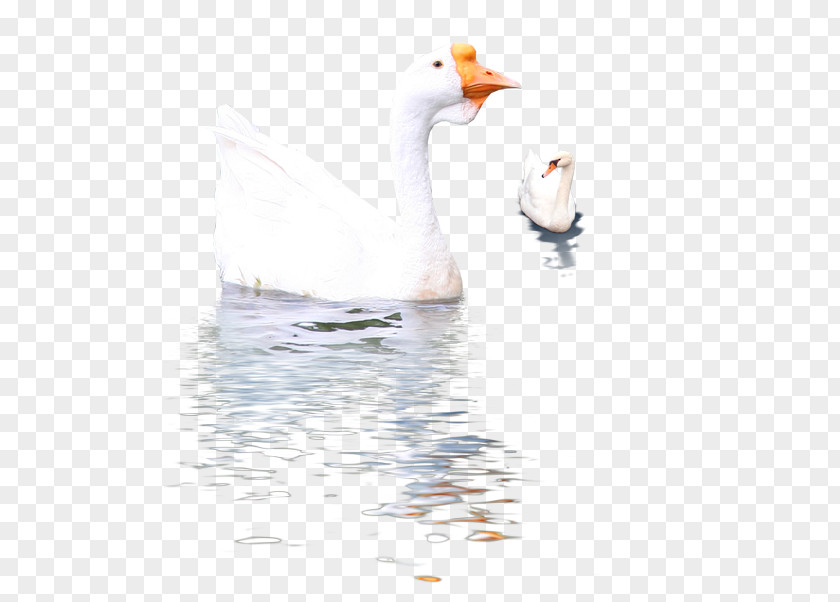 Goose Bird Tundra Swan PNG