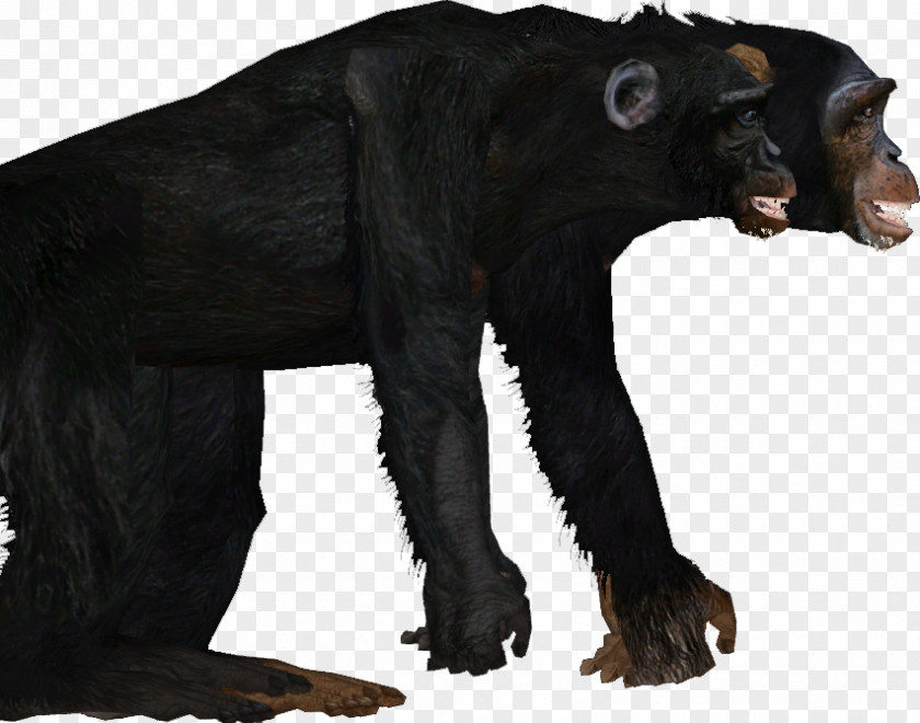 Gorilla Common Chimpanzee Bear Fur Terrestrial Animal PNG