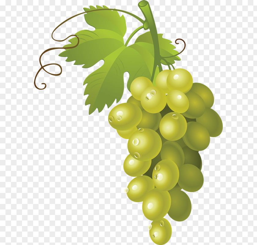 Grape Common Vine Sultana Clip Art PNG
