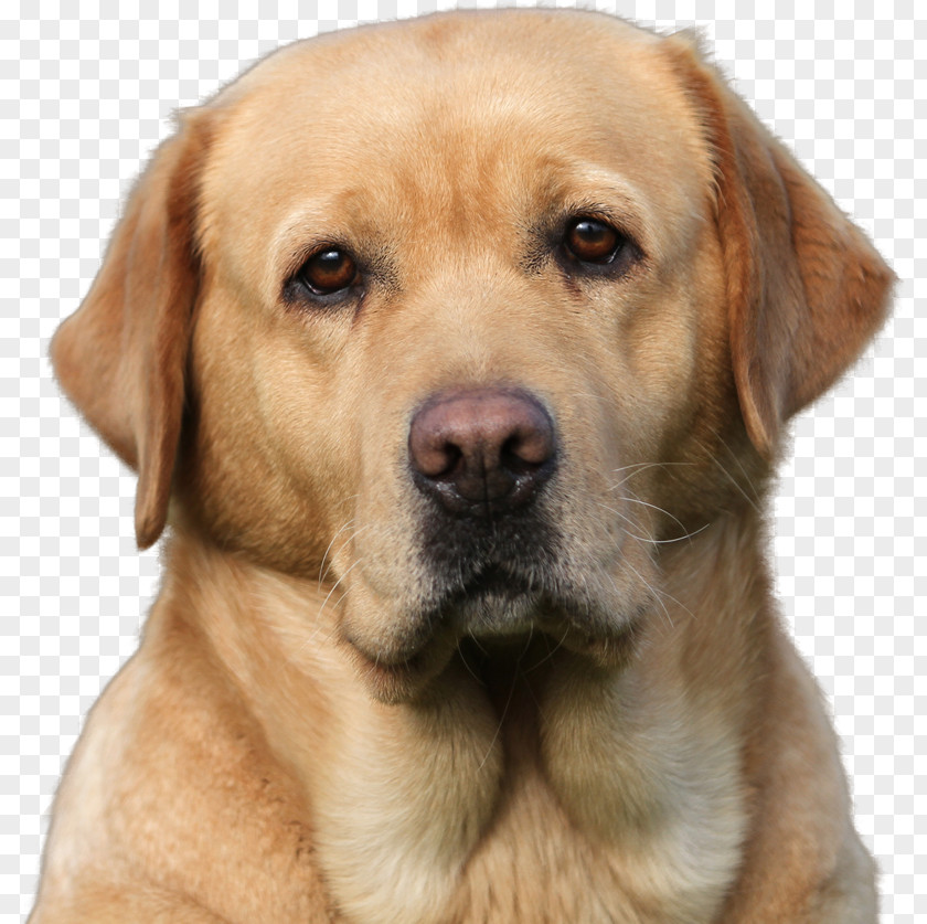 Litter Labrador Retriever Golden Puppy Broholmer Dog Breed PNG