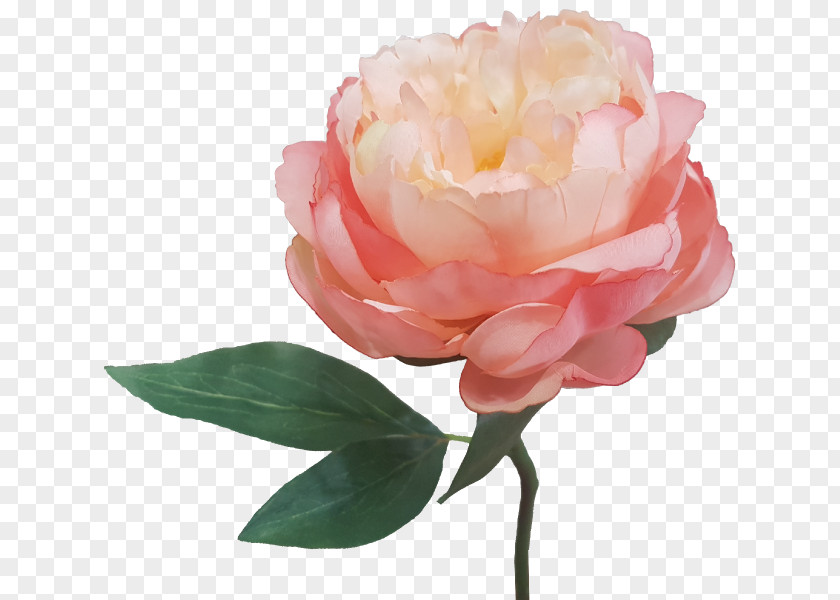Lovely Silk Garden Roses Peony Artificial Flower Cut Flowers PNG