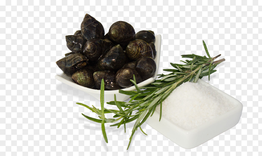 Sea Clam Common Periwinkle Shellfish Seafood PNG