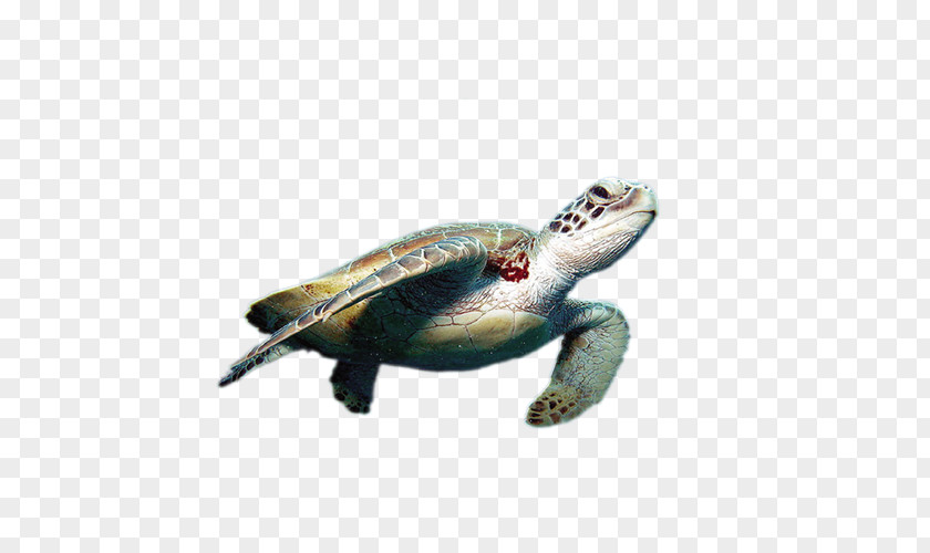 Sea Turtle World Day Cheloniidae Green Tortoise PNG