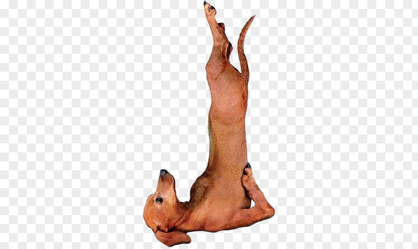 Yoga Dogs Dachshund Doga Asana PNG