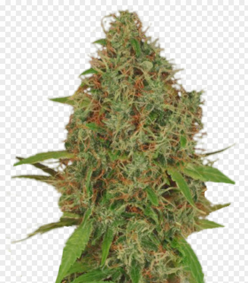 Cannabis Autoflowering Kush Seed Plant PNG