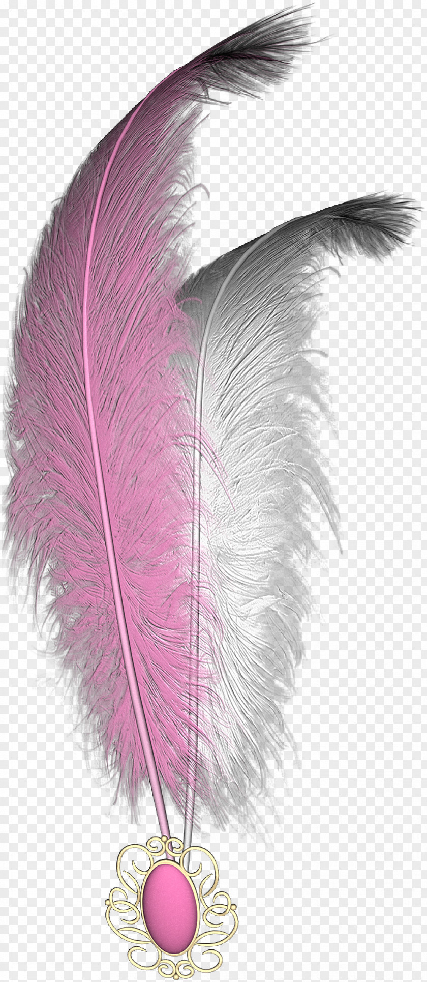 Feather Clip Art PNG