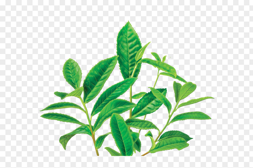 Green Tea Organic Food Masala Chai Decaffeination PNG