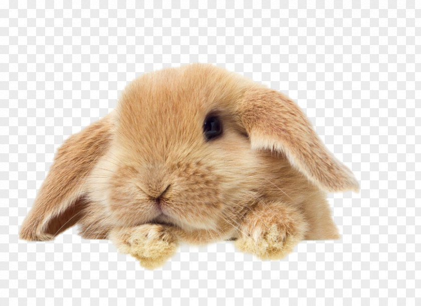 Tummy Rabbit Cruelty-free The Body Shop Cosmetics Animal Testing Lush PNG