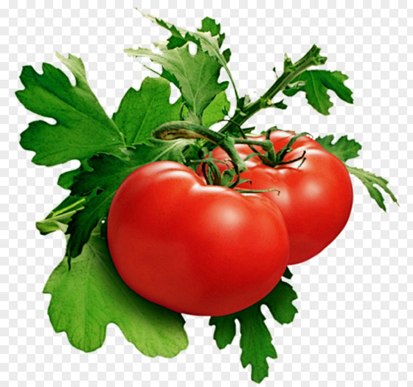 Vegetable Samburna Indian Restaurant Tomato Juice Cherry Growing Tomatoes PNG