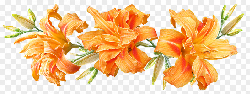Daylilies Flower Orange Lily Plant Stem Madonna PNG