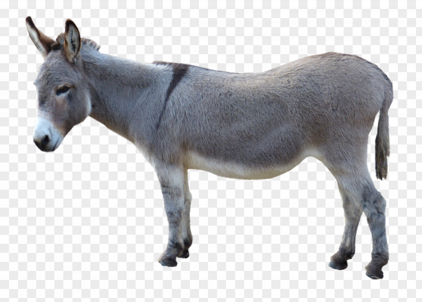 Donkey Mule Horse PNG