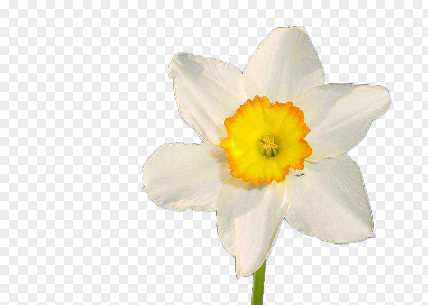 Flower Essential Oil Herb Narcissus Poeticus PNG