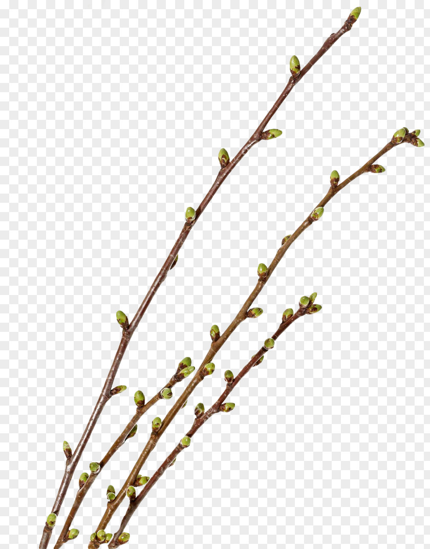 House Plant Stem Bud Monthly April PNG
