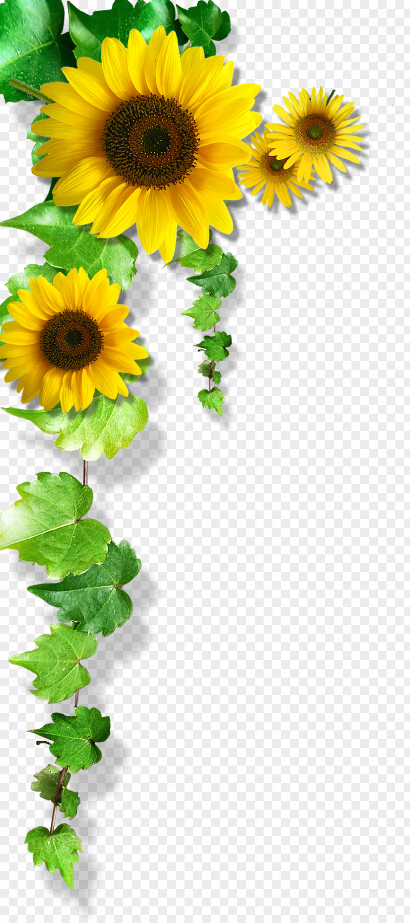 Yellow Sunflower Flowers Common Download PNG