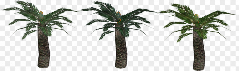 Buny Arecaceae Flowerpot Plant Stem Tree PNG