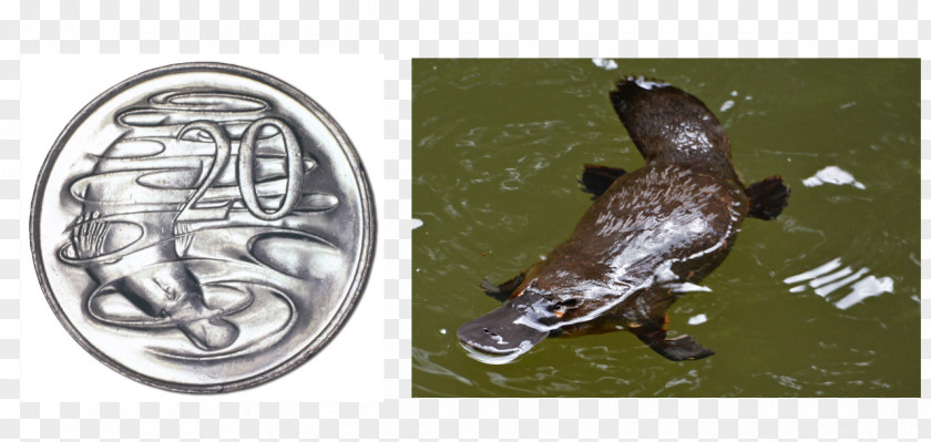 Coin Platypus Australian Twenty-cent Mammal Monotreme PNG