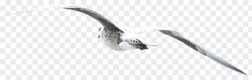 Flying Pigeon Creative Beak White Black Angle Font PNG