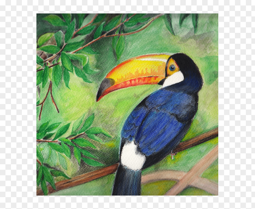 Painting Toucan Beak Fauna Hornbill PNG