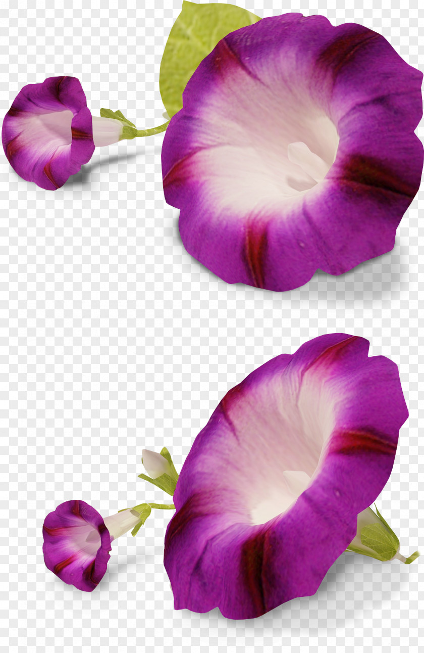 Purple Flowers Flower Ipomoea Nil Petunia Clip Art PNG