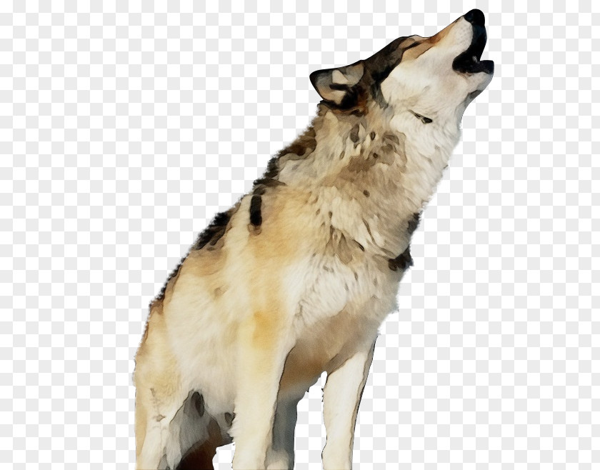 Rare Breed Dog Ancient Breeds Wolf Cartoon PNG