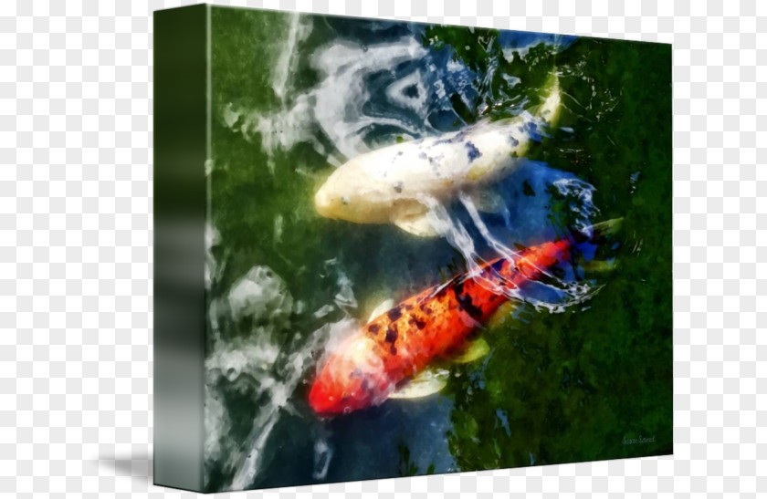 White Blur Koi Pond Goldfish PNG