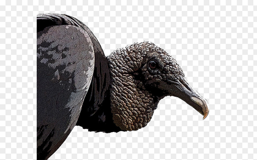 Bird New World Vultures Black Vulture Old Beak PNG