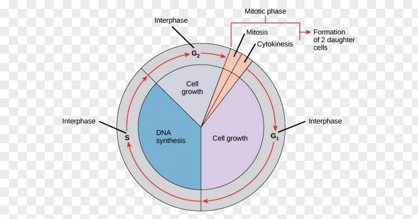 Cycle Diagram Mitosis Cell Interphase Division Prophase PNG