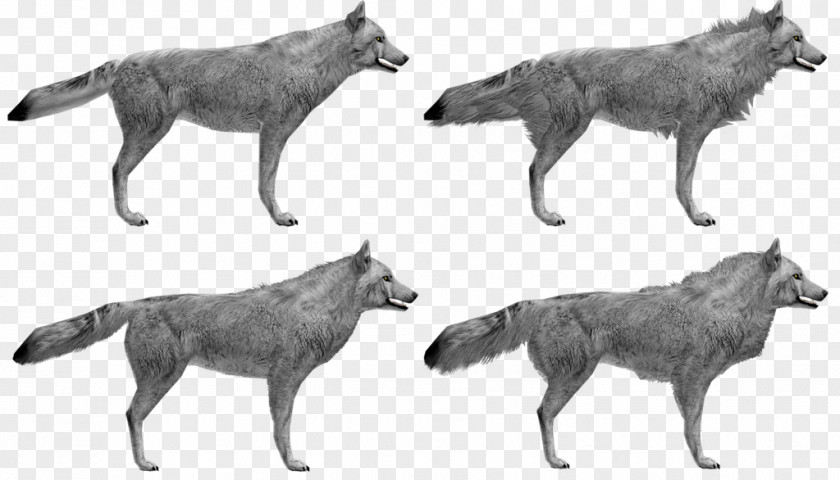 Dog Husky Czechoslovakian Wolfdog Saarloos Coyote Beagle PNG