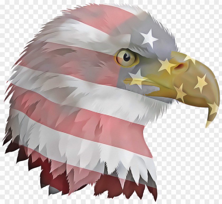 Falconiformes Cap Fourth Of July Background PNG