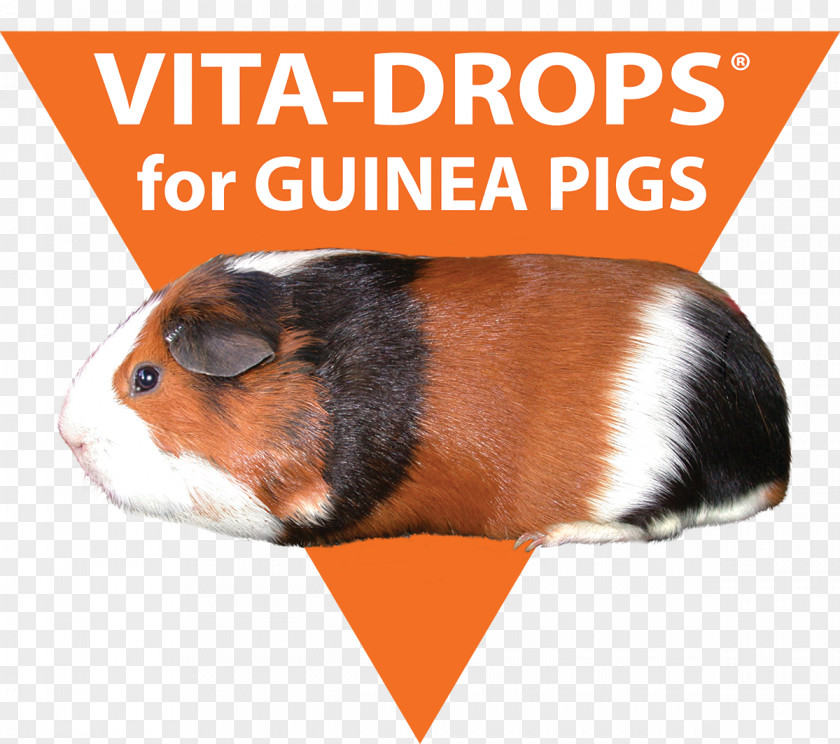 Guinea Pig Scurvy Vitamin C Hypovitaminosis PNG