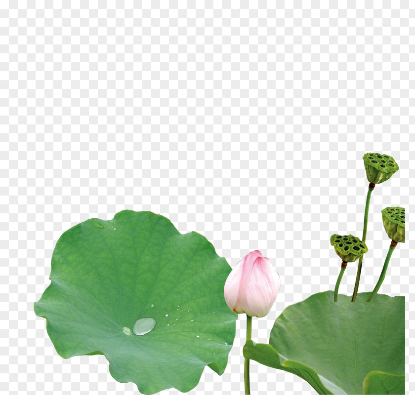 Lotus Nelumbo Nucifera Green Leaf Petal Plant Stem PNG