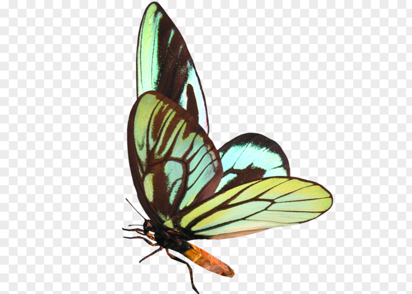 Papillon Butterfly Digital Image Clip Art PNG