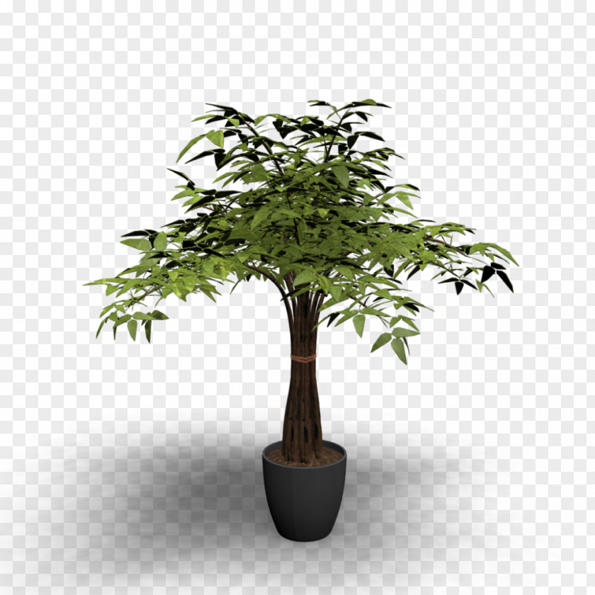 Plants Tree Table Flowerpot Houseplant PNG