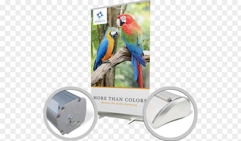 Roll Up Banners Macaw Bird Advertising Beak Feather PNG