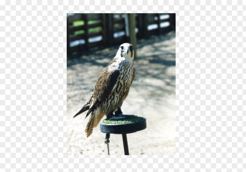 Eagle Fauna Beak Falcon Feather PNG